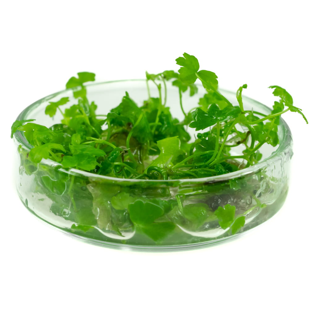 Hydrocotyle JAPAN Tripartita in vitro
